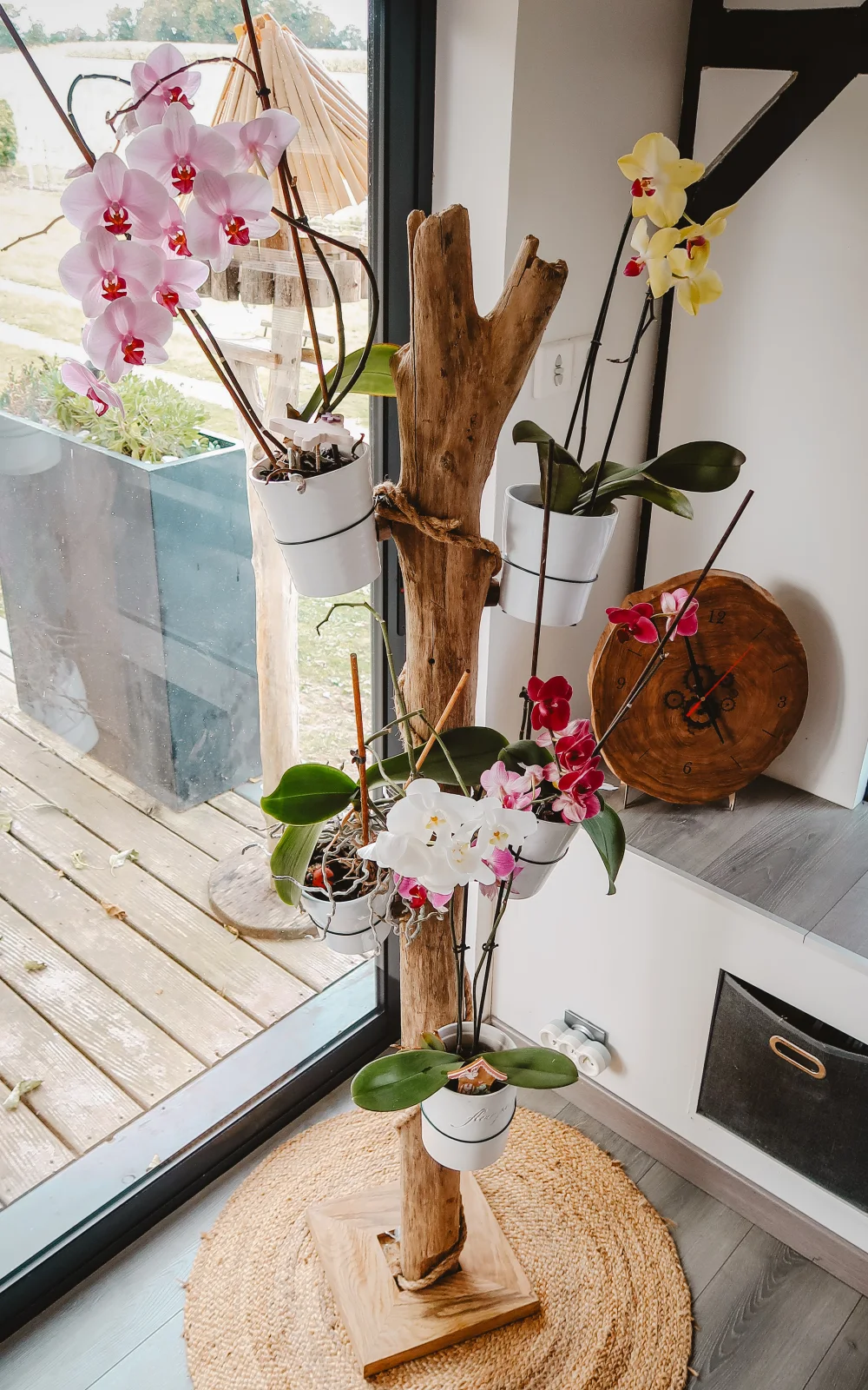 Arbre à Orchidées